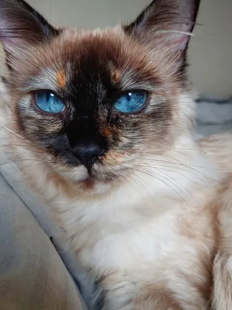 In memory of Luma, 06/12/2026